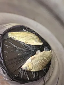 청풍 한버들 허릿급 조황입니다