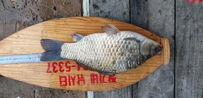 충주호 짱가네낚시터 