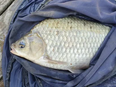 실리곡낚시터 쌍둥이 허리급조황입니다.