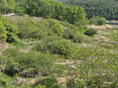 청풍 한버들 조황입니다