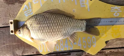 실리곡낚시터  허리급 조황입니다.