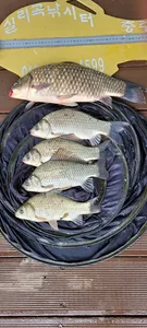 실리곡낚시터 41.5cm외 허리급 조황입니다.