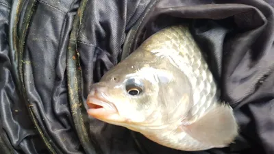 청풍호 한버들 조황입니다