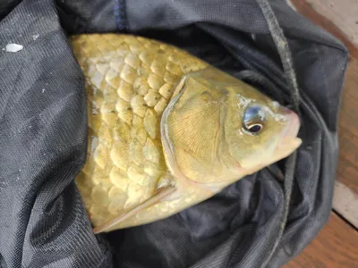 청풍 한버들 4짜 조황입니다