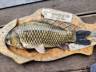 청풍 한버들 4짜및 허릿급 조황입니다(주말)