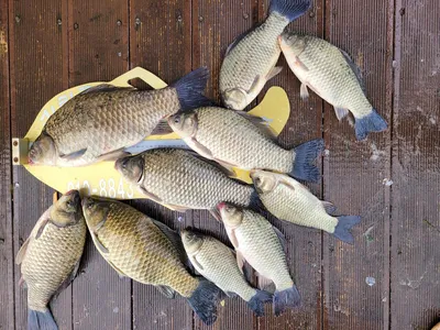 청풍실리곡낚시터 44.2cm.41cm 조황입니다.