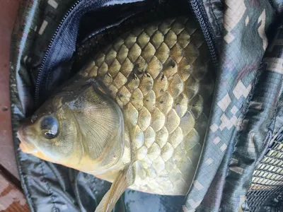 청풍 한버들 허릿급 조황입니다