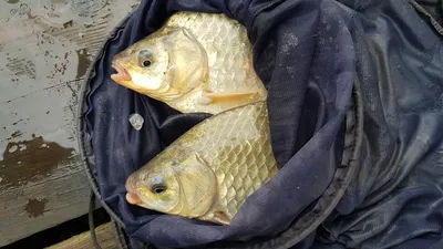 한버들 조황입니다