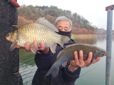 돌감낚시터 붕어조황입니다.