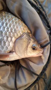 한버들 4짜 조황입니다