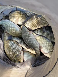 실리곡낚시터 허리급 조황입니다.