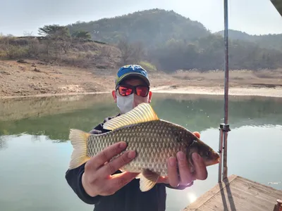 돌감낚시터 붕어조황입니다.
