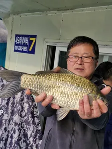 사오리 낚시터 조황정보