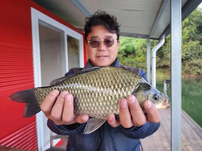 돌감낚시터 붕어조황입니다.