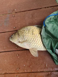 돌감낚시터 조황 및 새좌대 알림