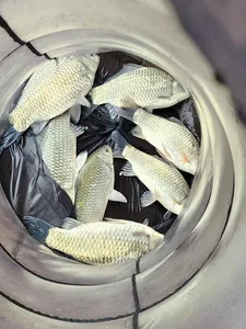 청풍 한버들 허릿급 조황입니다