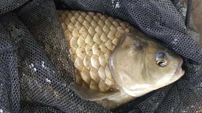 한버들 4짜 조황입니다