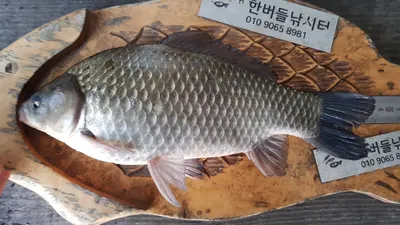 청풍 한버들 허릿급 조황입니다