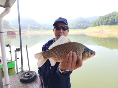 돌감낚시터 붕어조황입니다.
