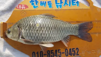 한버들 조황입니다