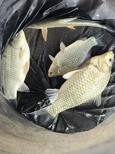 청풍 한버들 허릿급 조황입니다