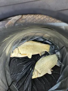 청풍 한버들 조황입니다