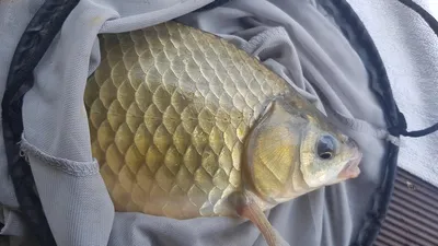 한버들 조황입니다