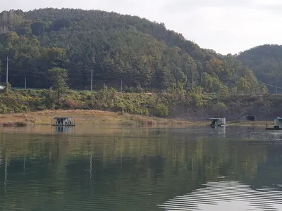 실리곡낚시터 허리급 조황입니다.