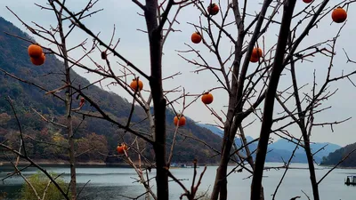 목벌주말조황소식