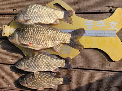 청풍실리곡낚시터 4짜외 허리급 조황입니다.