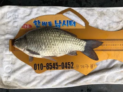 한버들 4짜 포함 허릿급 조황입니다