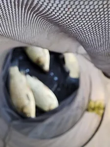 청풍 한버들 허릿급 조황입니다