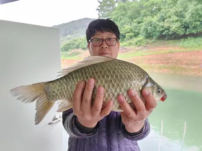 돌감낚시터 41.7cm 붕어조황입니다.