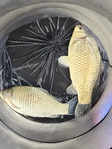 청풍 한버들 4짜 조황입니다