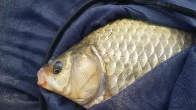 한버들 허릿급 조황입니다