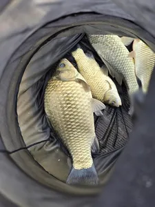 충주호 목벌 조황정보