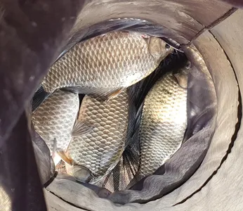 실리곡낚시터 4짜 4수 대박 조황입니다.