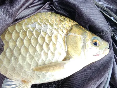 청풍 한버들 허릿급 조황입니다