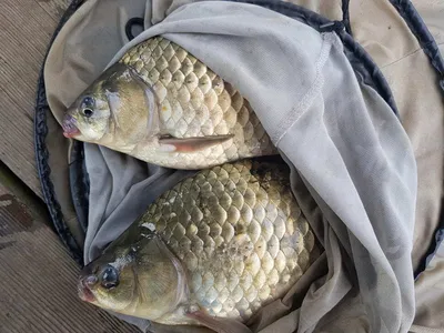 한버들 조황입니다