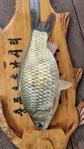 2.솔낚시터 대박조황입니다.