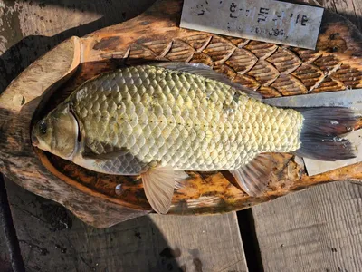청풍 한버들 허릿급 조황입니다