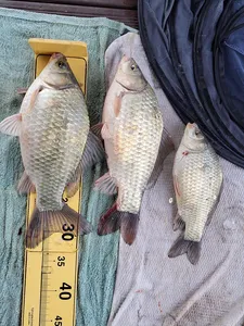 한버들 허릿급 조황입니다