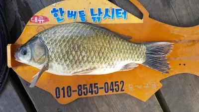 한버들 4짜 포함 허릿급 조황입니다