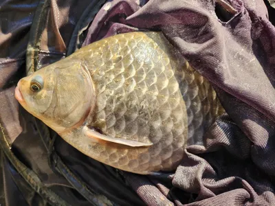 청풍 한버들 4짜및 조황 속보입니다