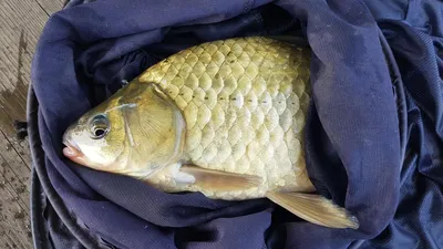 한버들 조황입니다