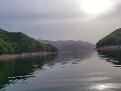 목벌조황(허리급)