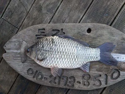 돌감낚시터 4짜