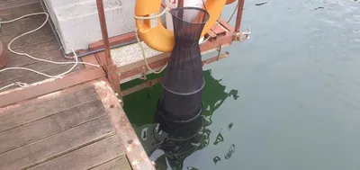 신매낚시터 11월 5일조황 