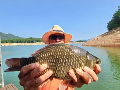돌감낚시터 붕어조황입니다.