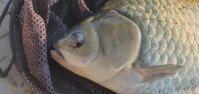 신매낚시터 11월 19일조황 